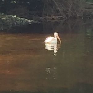 Meet your Posher, Kev